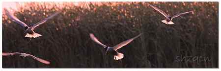 夕阳下 鸟儿忙着觅食