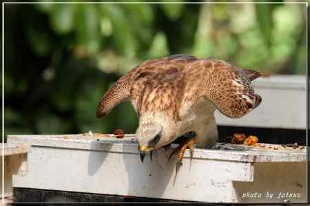 再見蜂鷹 高清晰美图