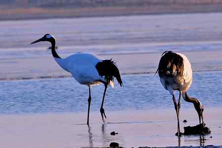 草原贵客－丹顶鹤