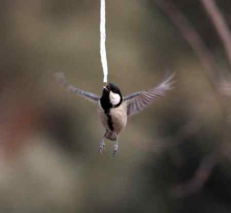 大山雀完美悬飞吃冰棍！