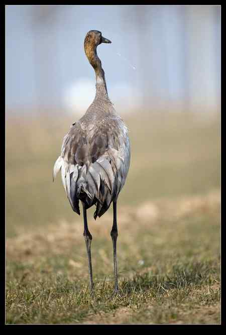 是谁害死了灰鹤?! 是谁害死了灰鹤?!