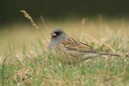 红尾巴鸟钻进灌木丛:灰头鹀回来了! 红尾巴鸟钻进灌木丛:灰头鹀回来了!