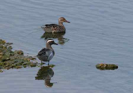 春江水暖鸭先知之白眉