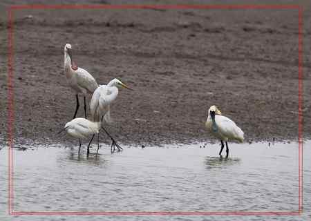 在盐城拍摄到黑脸琵鹭！！！