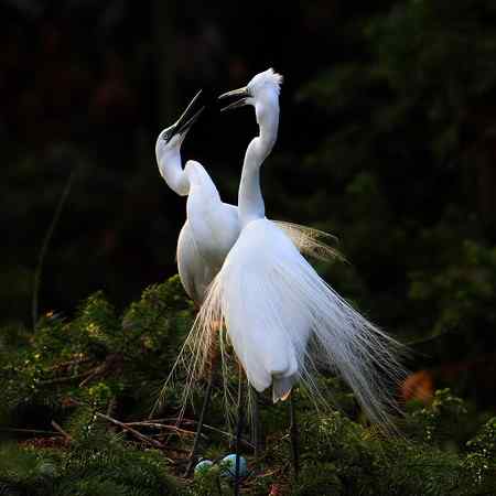 10首拍象山白鹭一组