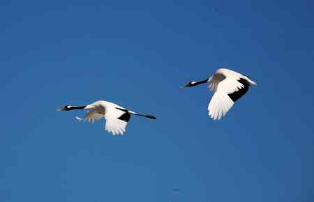 蓝天上飞翔幸福的一对