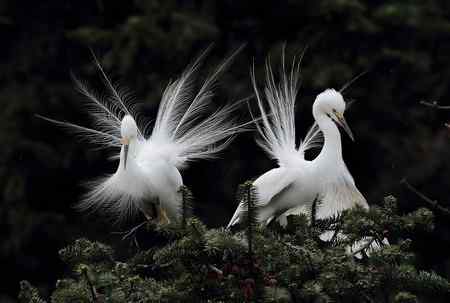 绽放的繁殖羽  象山中白鹭