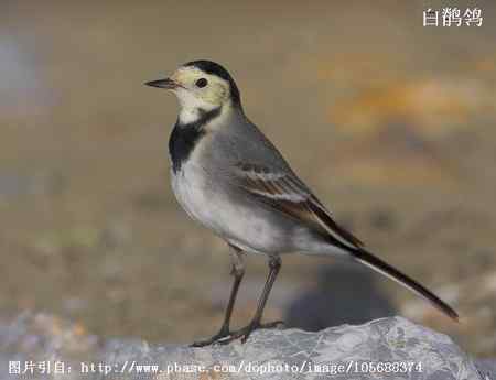 鸟类辨识：白鹡鸰大全