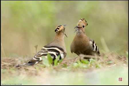 今天的戴胜(基本原画幅)