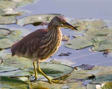 池鹭--寻鱼，像是鬼子进村！
