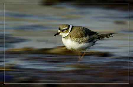 长嘴剑鸻照片哦