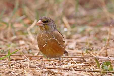 筑巢的金翅鸟儿