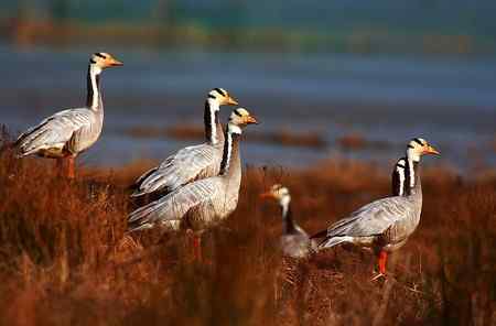 草海斑头雁魅力高清晰组图