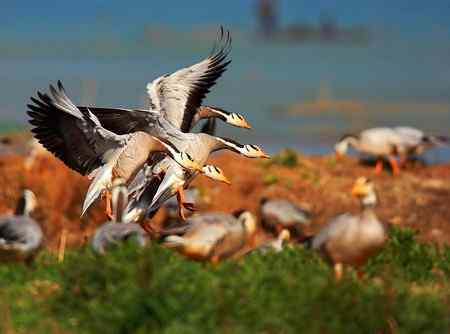 草海斑头雁魅力高清晰组图