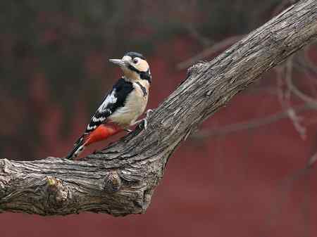 大斑啄木鸟+红嘴蓝鹊