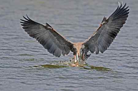 苍鹭吃鱼 美国洛杉矶
