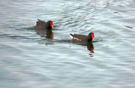黑水鸡将爱情进行到底