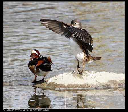 鸳鸯做自由体操
