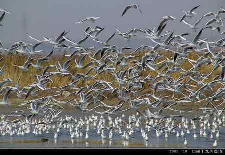 天福野鸟摄影--回放