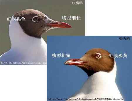 鸟类辨识：红嘴鸥和棕头鸥