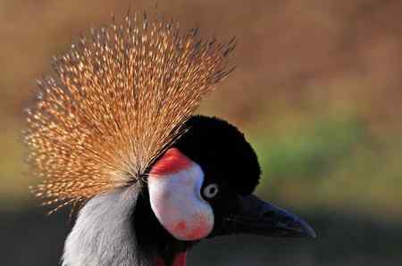 一组鸟冠特写（冠鹤）