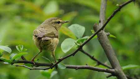 这是棕腹柳莺吗？