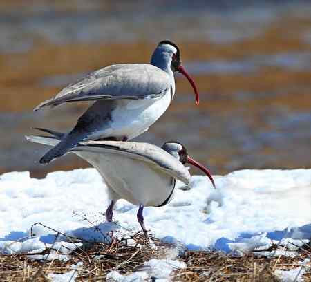 忻州牧马河的鹮嘴鹬