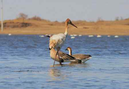 白鹤与鸿雁 有惊无险