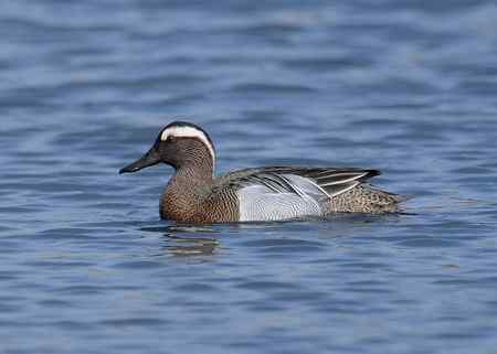 近距离接触白眉野鸭