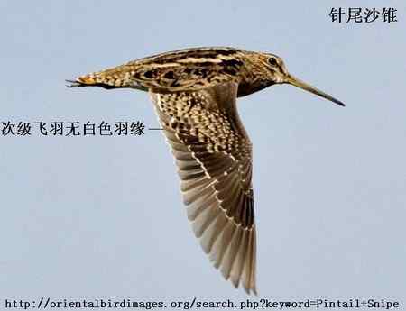 扇尾沙锥和针尾沙锥主要区别