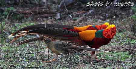 春天的红腹锦鸡