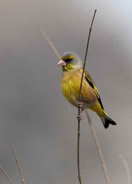 北红,大斑啄木鸟,红嘴蓝鹊等