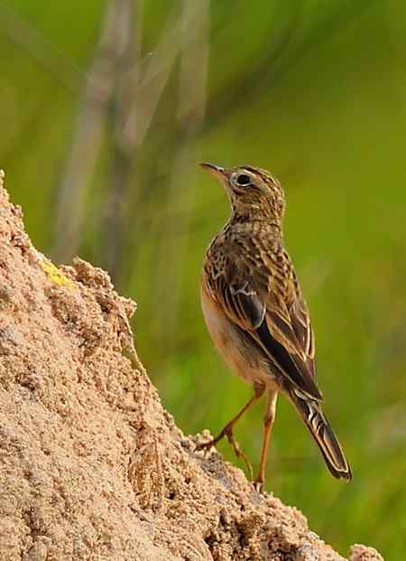 请教一下，这是树鹨还是小云雀？
