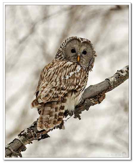 山路偶遇长尾林號