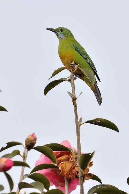 云南的百花岭是鸟的天堂