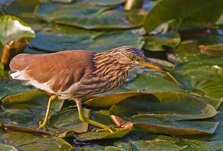 池鹭  寻鱼，像是鬼子进村！