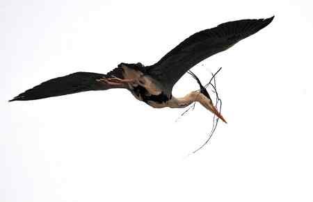 似大鹏展翅（苍鹭）