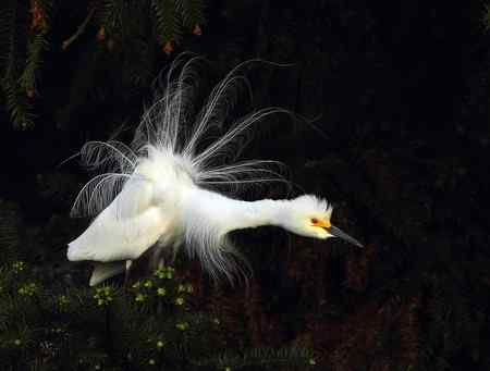 漂亮的繁殖羽,快乐的单身汉 漂亮的繁殖羽,快乐的单身汉