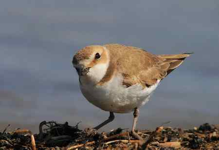 环颈鸻好奇的看着我说...