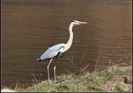 陕西观鸟会铜川观鸟,拍鸟印象 陕西观鸟会铜川观鸟,拍鸟印象