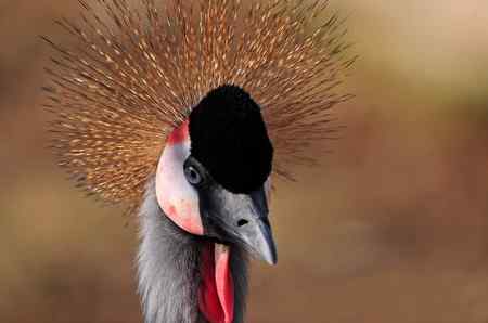 一组鸟冠特写（冠鹤）