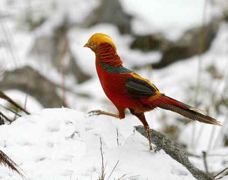 红腹锦鸡报晓贺新春