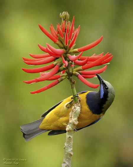 香港山林间的橙腹葉鵯