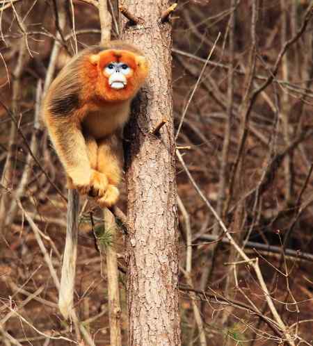 拍鸟拍到了川金丝猴