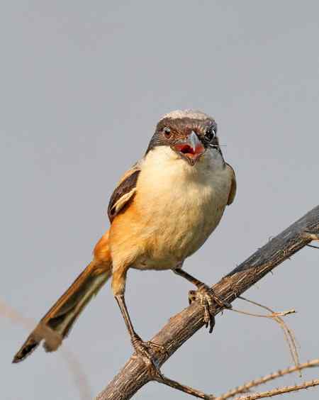 棕背伯劳展风采