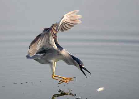 济南明湖夜鹭初拍
