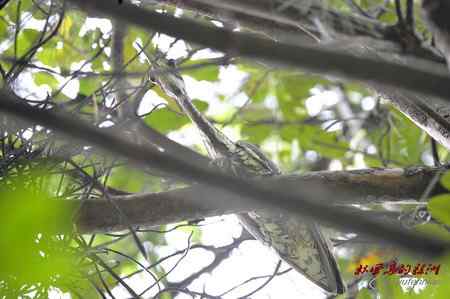 柳州发现海南鳽