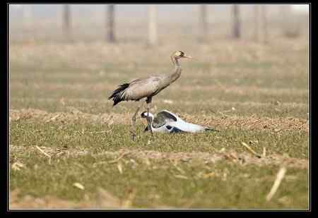 是谁害死了灰鹤?!