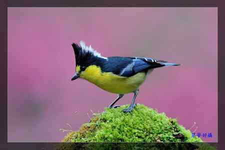 黃山雀 (Taiwan Tit)