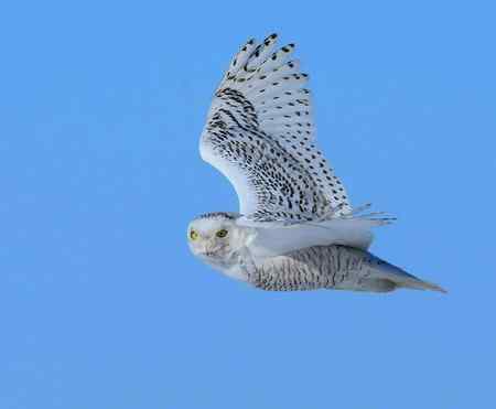 雪鸮魅力高清晰图片